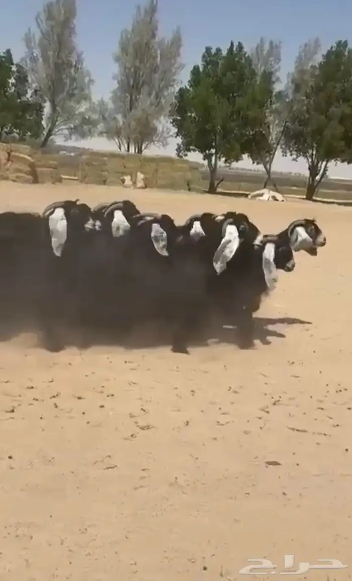معزاء عوارض دفييع وطيبه للبيع 2