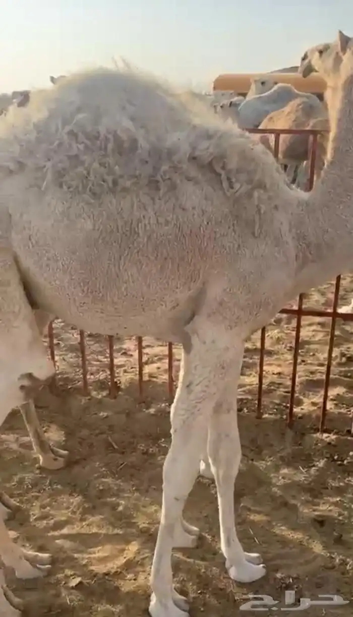 لباني ارباع و اثمان 3