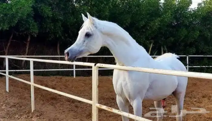 القصيم بريده 0