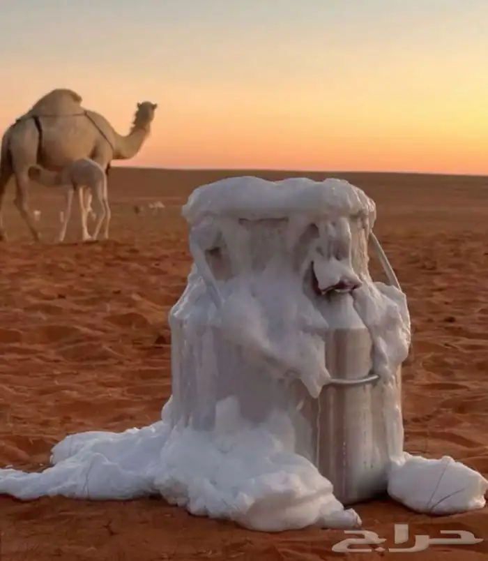 راعي أبل سوداني 0