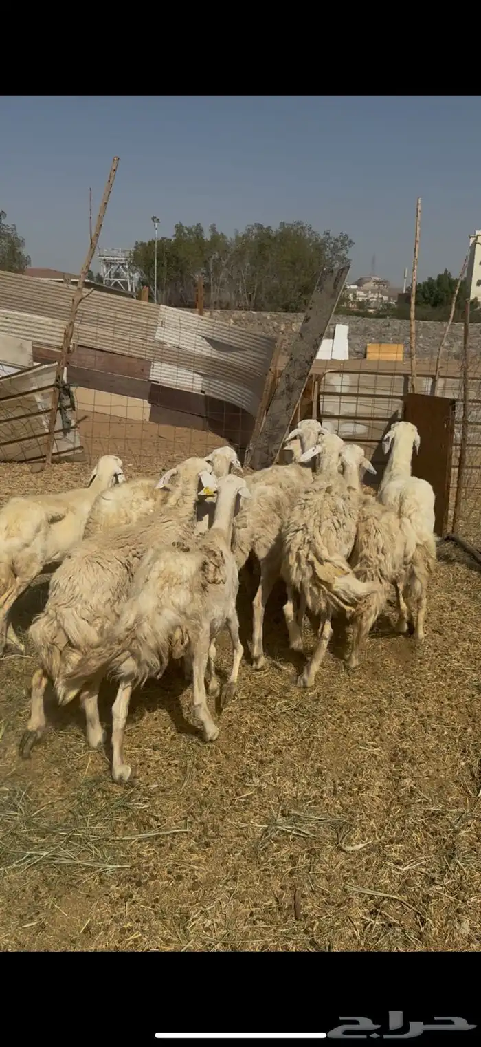 تم البيع 7