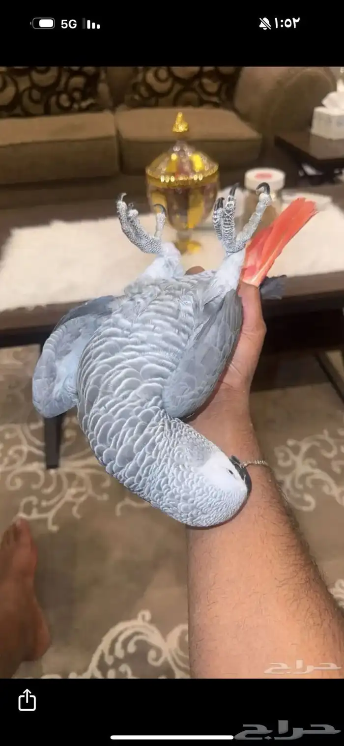 كاسكو متكلم 1