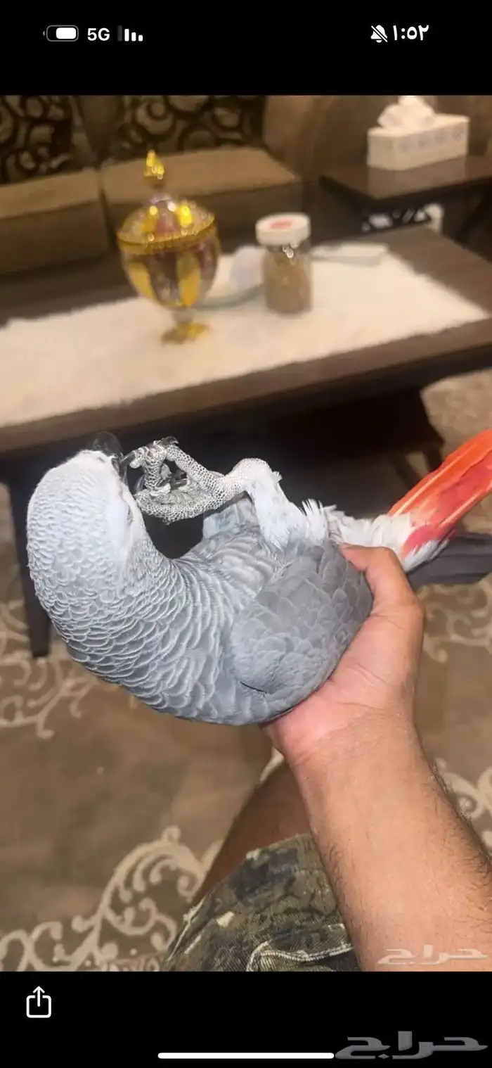 كاسكو متكلم 0