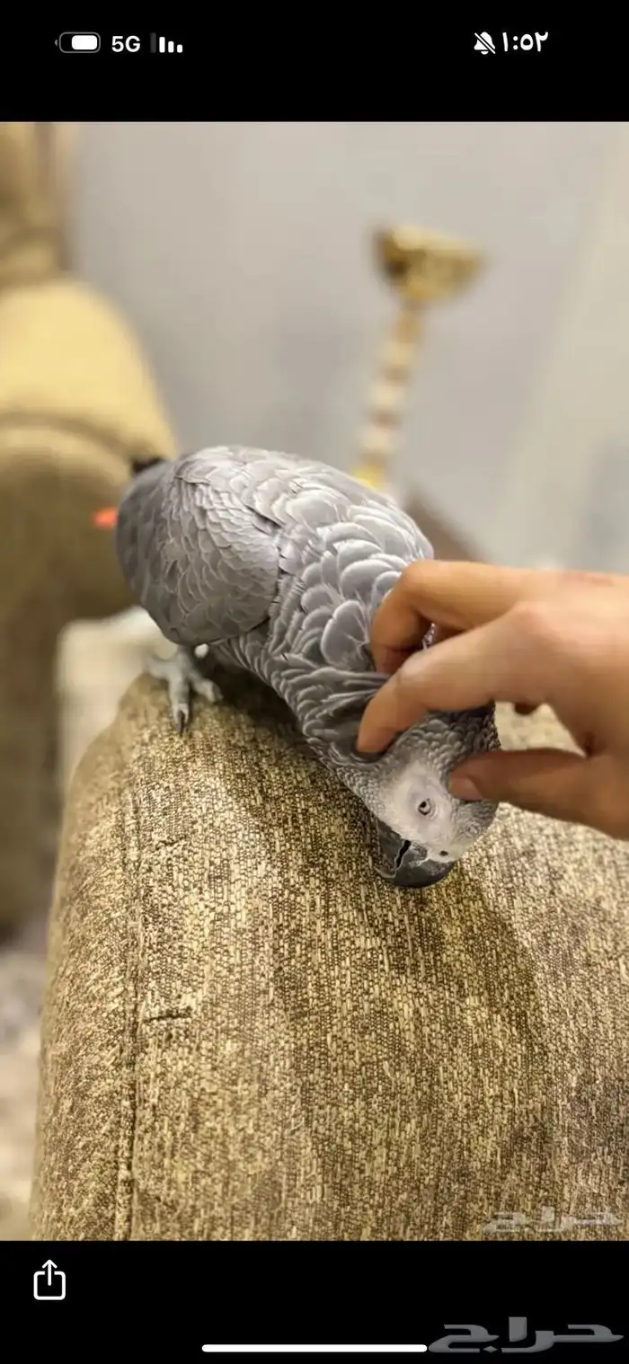 كاسكو متكلم 3