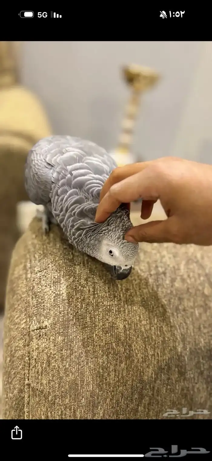 كاسكو متكلم 4
