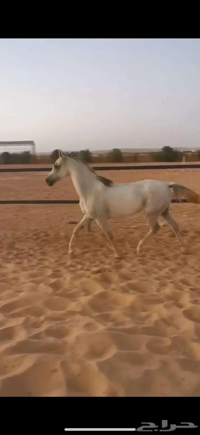 فرس شعبية شيخه 3