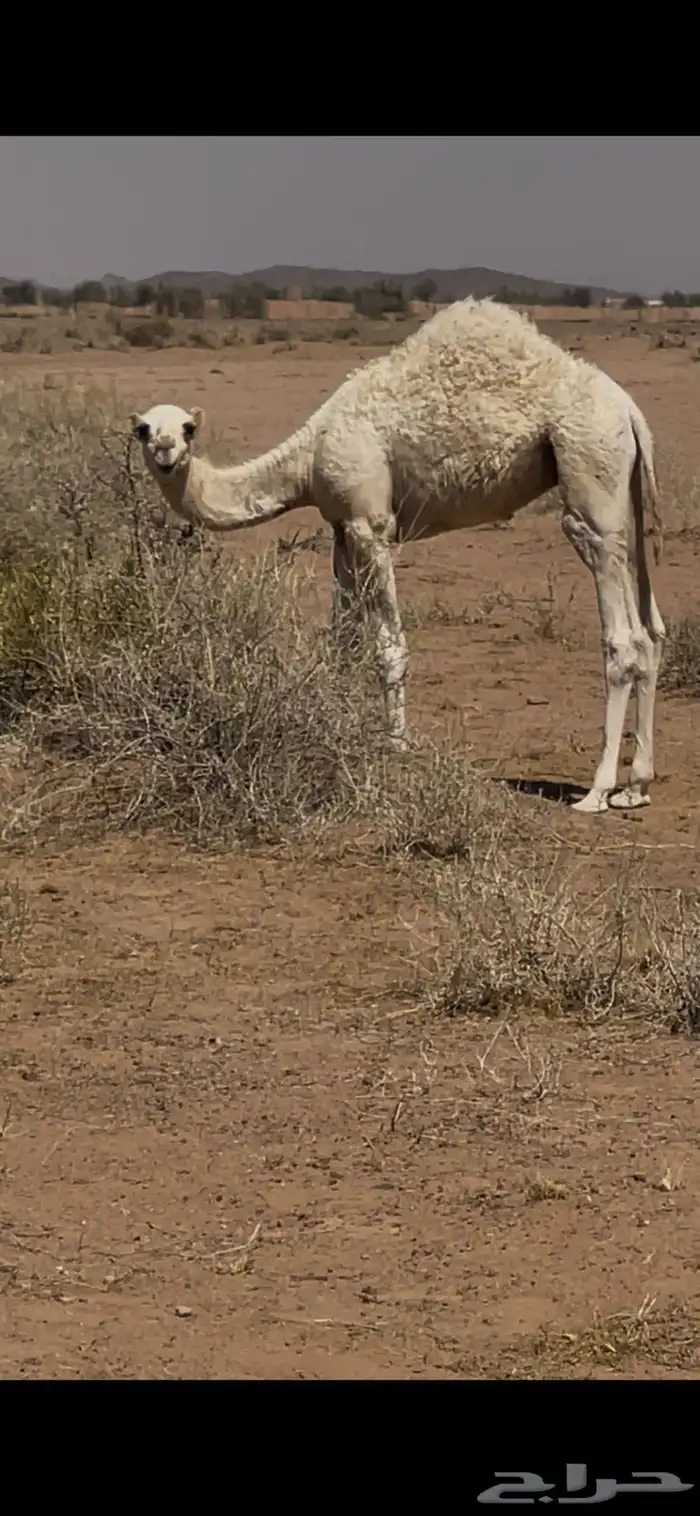 حوار للبيع حايل 0