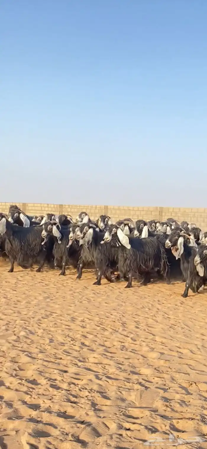 معزا عوارض صنف 5