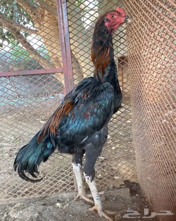 ذكور المانيه 1