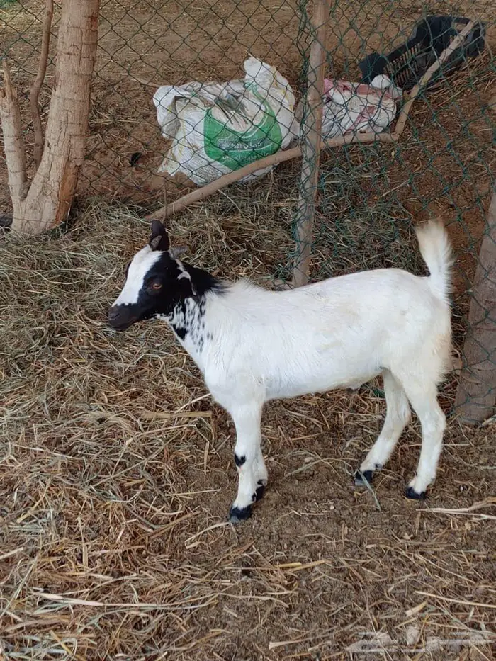 فران وتيس بلدي 0