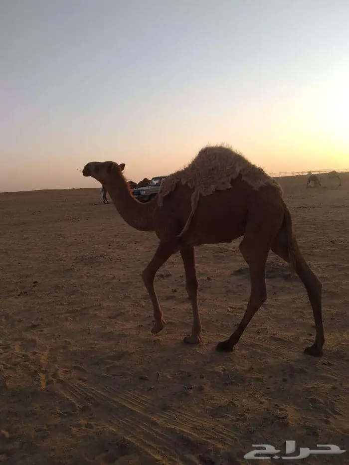 الخبراء القصيم 1