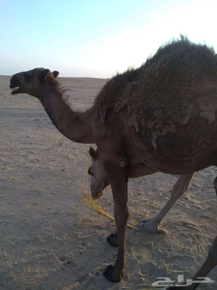 الخبراء القصيم 2