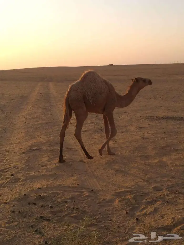 الخبراء القصيم 3