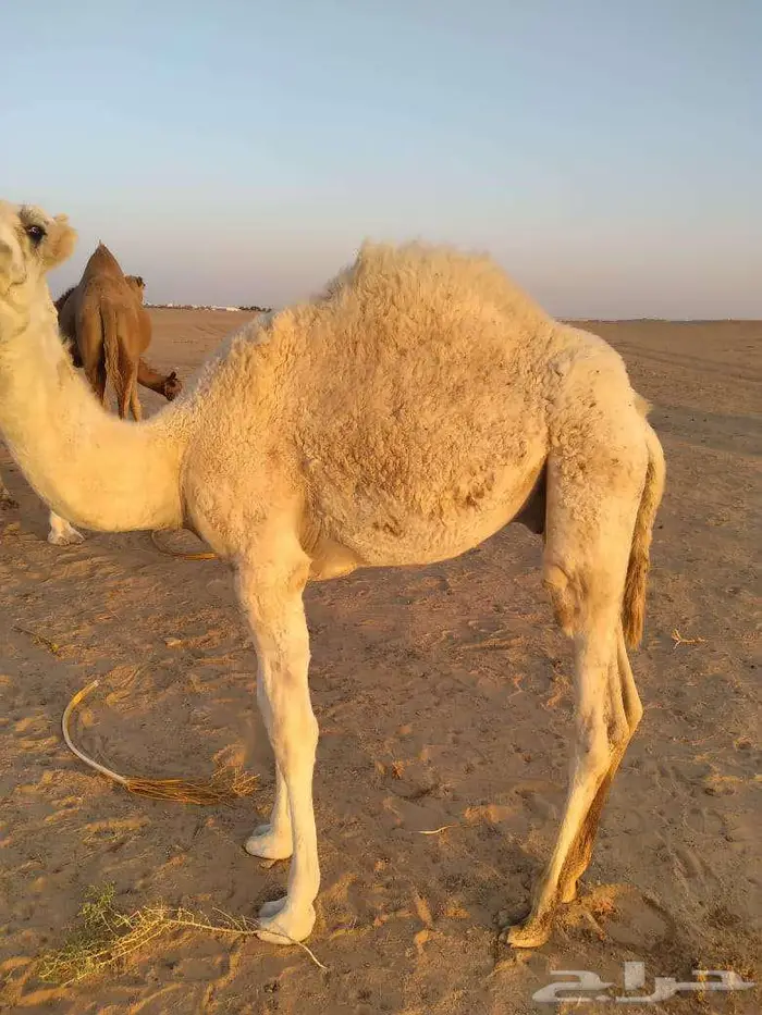 الخبراء القصيم 6