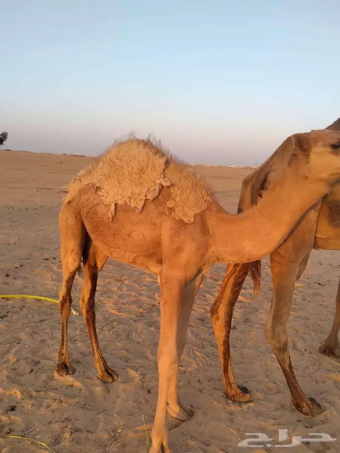 الخبراء القصيم 17