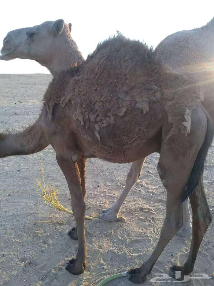 الخبراء القصيم 5