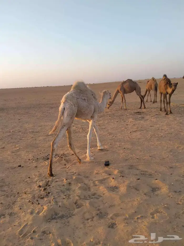 الخبراء القصيم 18