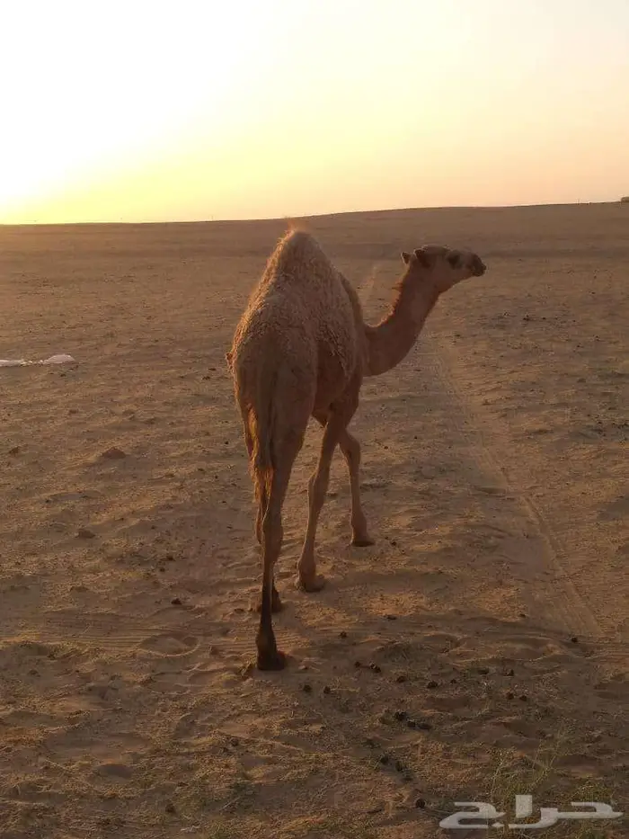 الخبراء القصيم 7