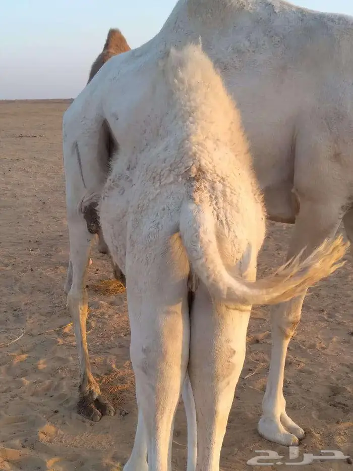 الخبراء القصيم 9