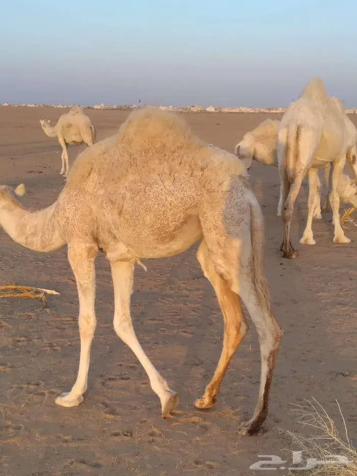 الخبراء القصيم 4