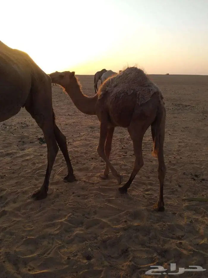 الخبراء القصيم 19