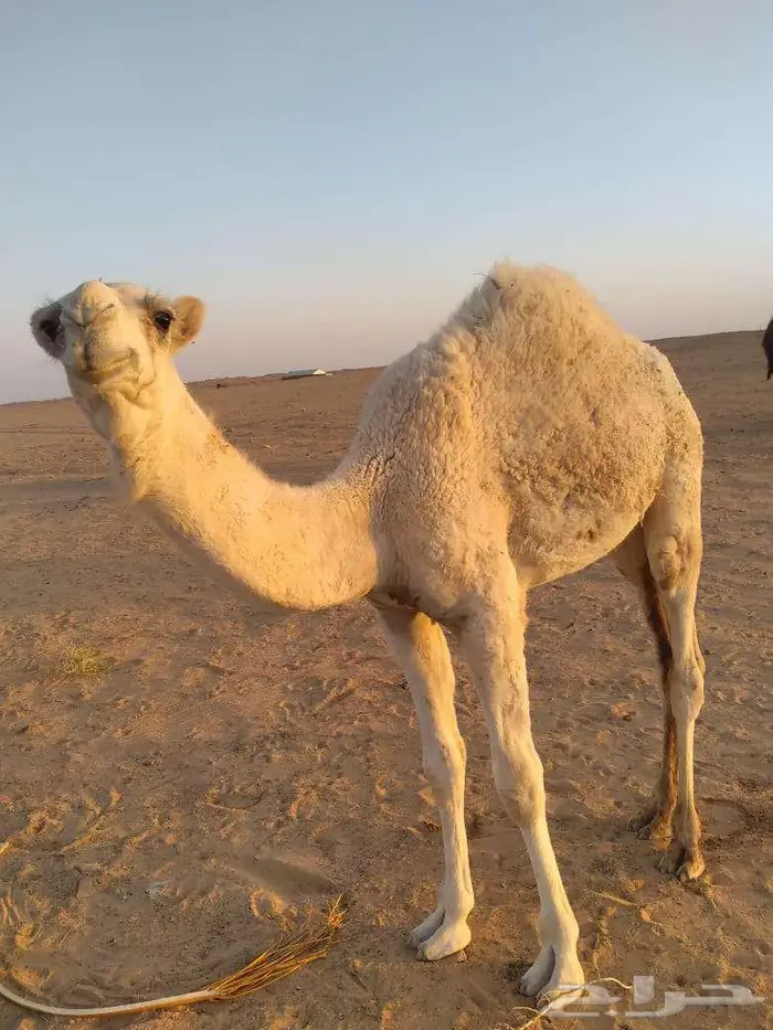 الخبراء القصيم 10