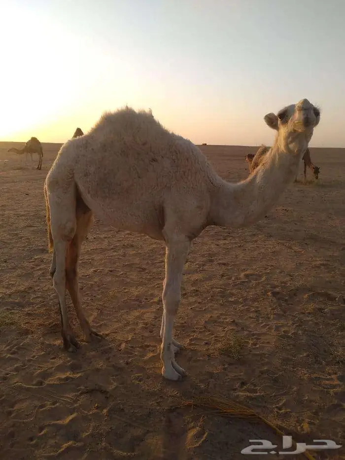الخبراء القصيم 12