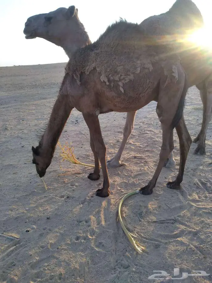 الخبراء القصيم 8