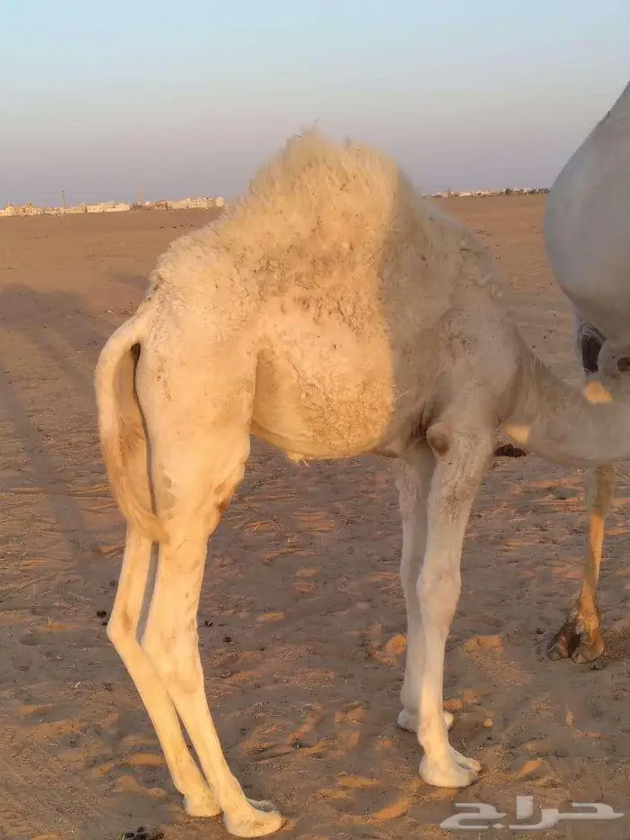 الخبراء القصيم 11