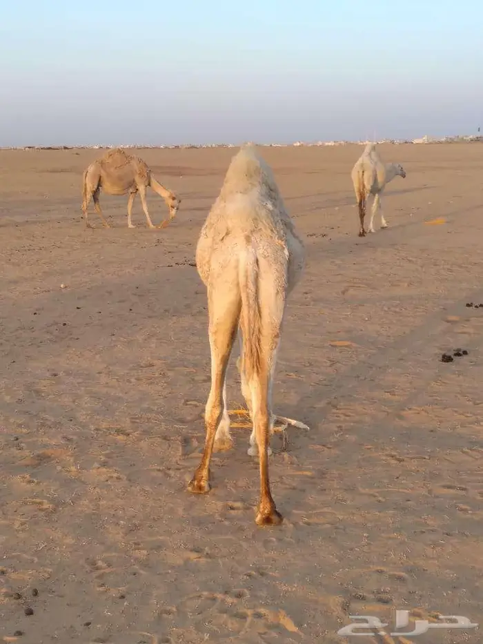 الخبراء القصيم 13