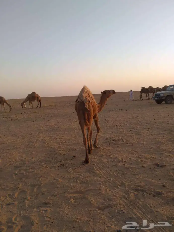 الخبراء القصيم 14