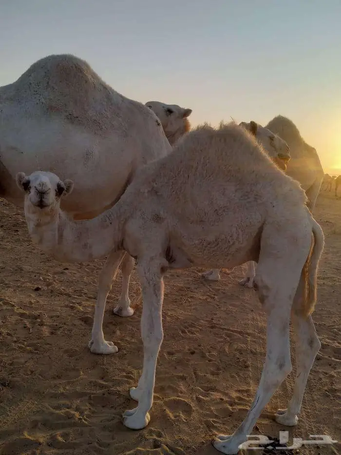 الخبراء القصيم 15
