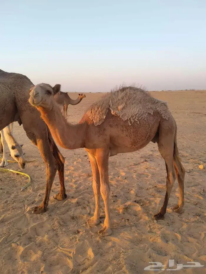 الخبراء القصيم 16