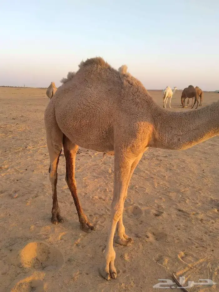 الخبراء القصيم 20