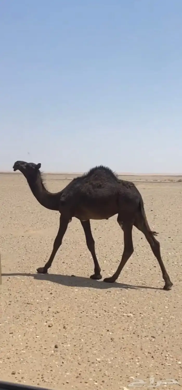 قعود سلاله وحيدان 0