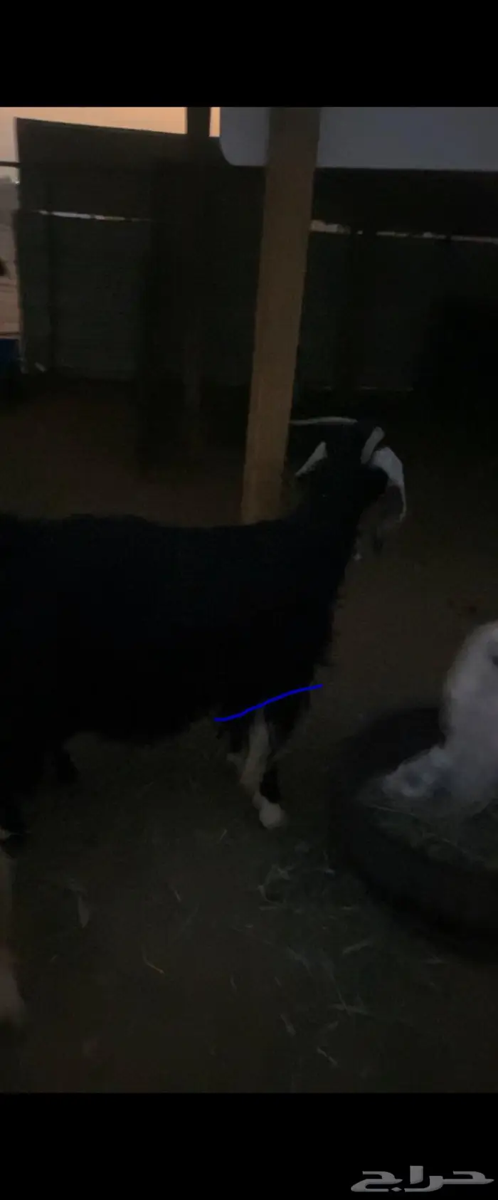 معزا عارضيات حليب 0