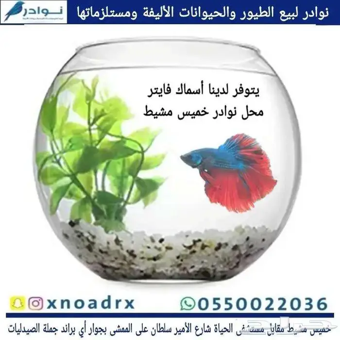 طيور زينة ومستلزماتها محل نوادر خميس مشيط 2