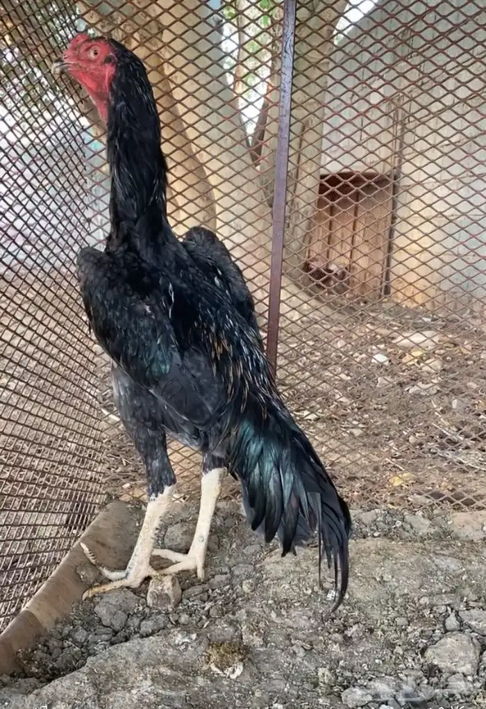 ذكور المانيه 3
