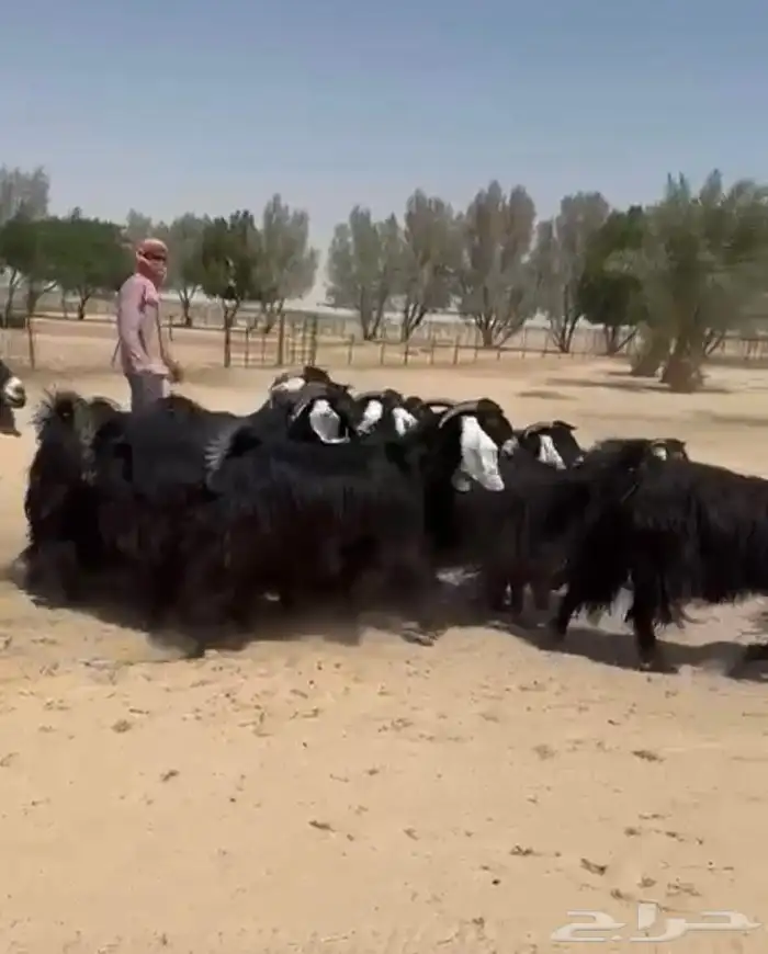 معزاء عوارض دفييع وطيبه للبيع 5