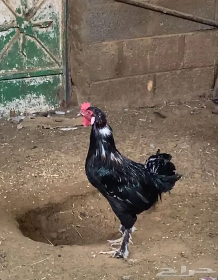 ديك ودجاجه 0
