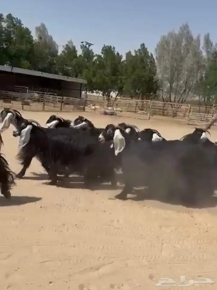 معزاء عوارض دفييع وطيبه للبيع 4