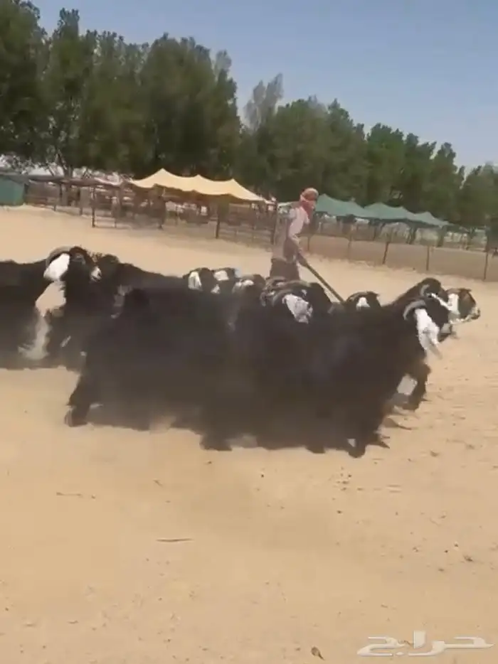 معزاء عوارض دفييع وطيبه للبيع 1