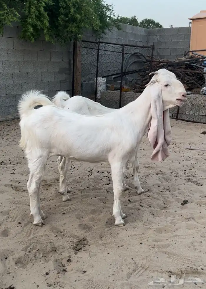 معزاء جذعات مطورات 2