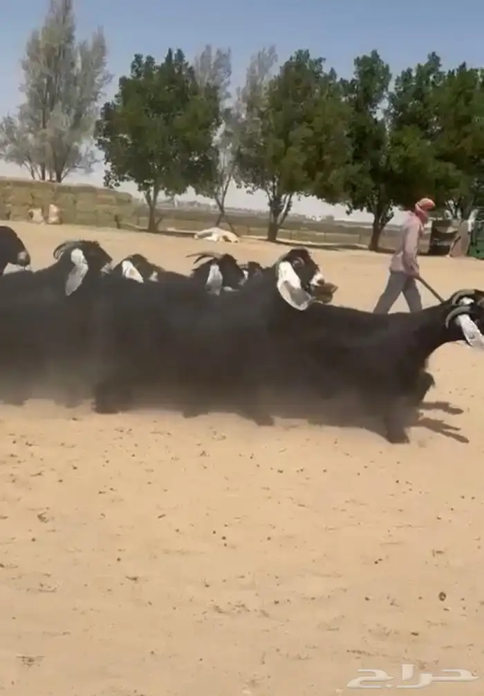 معزاء عوارض دفييع وطيبه للبيع 0