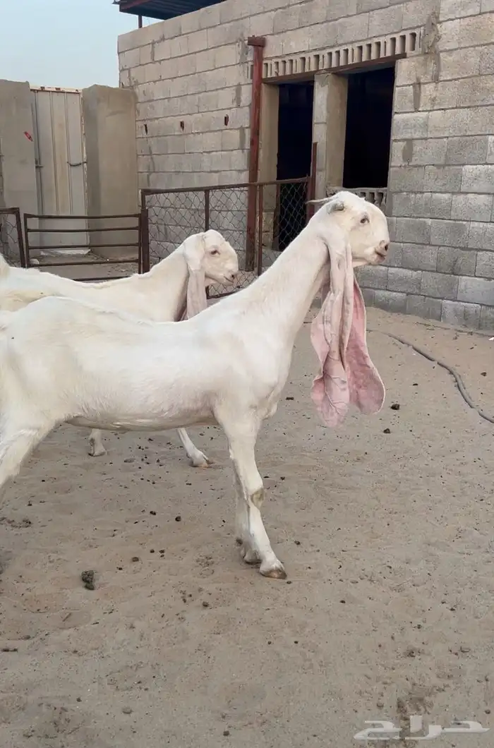 معزاء جذعات مطورات 1