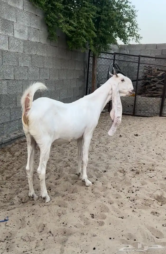 معزاء جذعات مطورات 4