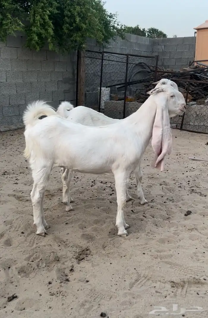معزاء جذعات مطورات 3