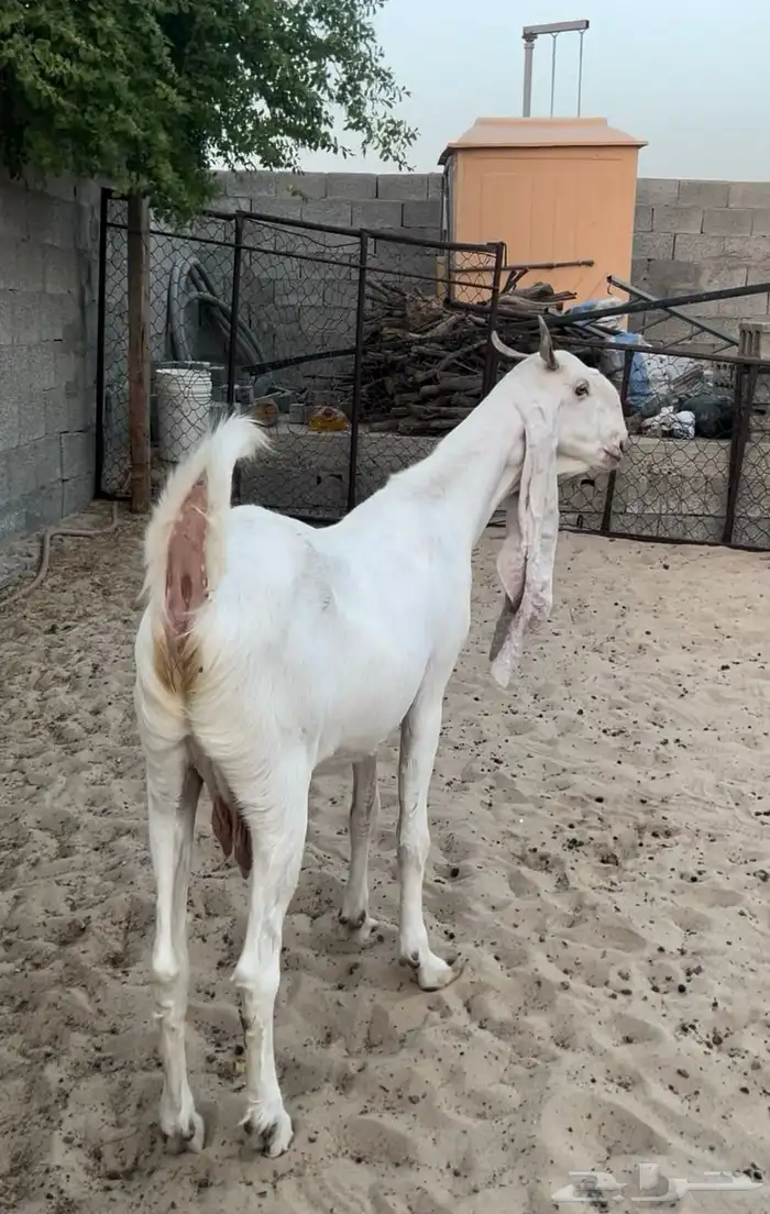 معزاء جذعات مطورات 5