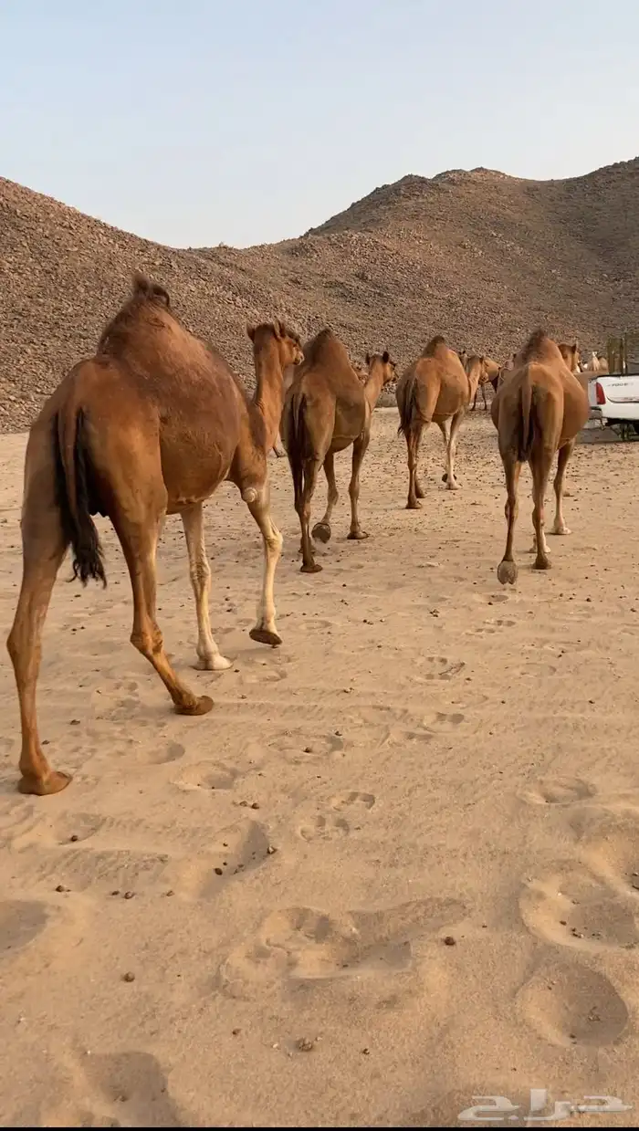 أبل حمر سواحل القايح 0