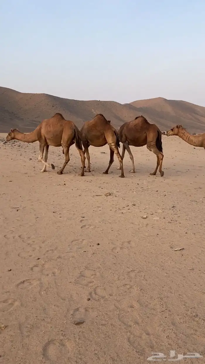 أبل حمر سواحل القايح 4